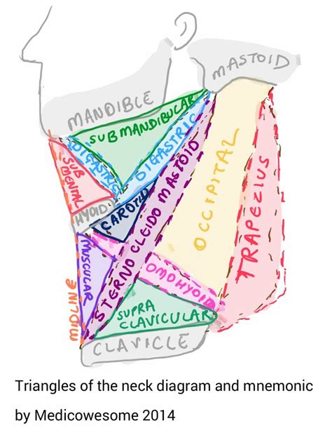 Muscles Of The Anterior Triangle Of The Neck Medicals