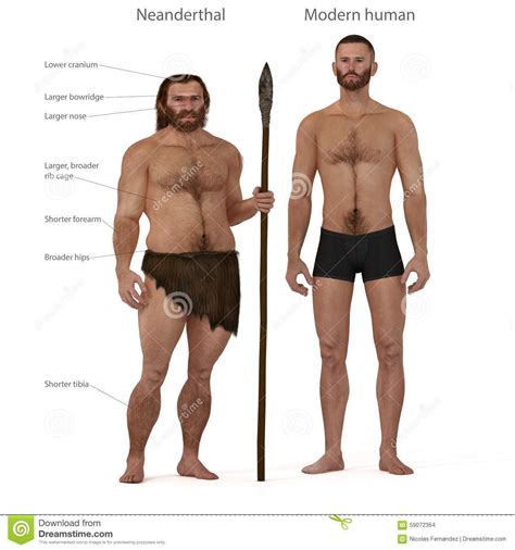 Neandertal Vs Sapiens Antropolog A