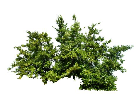 Bush Png Image Purepng Free Transparent Cc0 Png Image Library