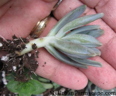How To Propagate Succulents In 5 Easy Steps Propagating