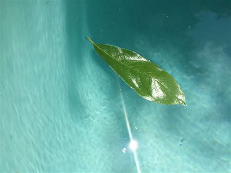 Surface Tension Of Water On A Leaf