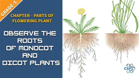 Difference Between Monocot And Dicot Root