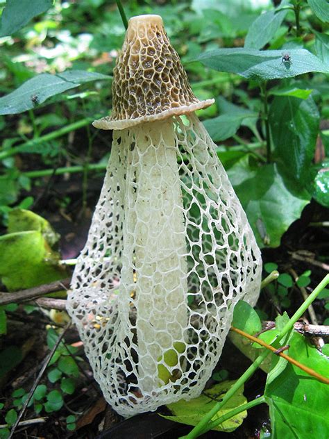 Weird Mushroom I Dont Know Much About Mushrooms So I Have Flickr