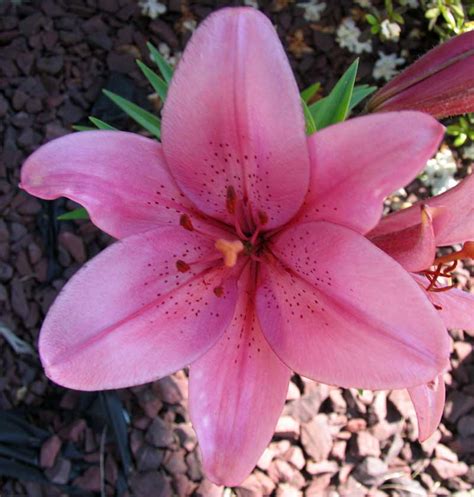 Poppular Photography Pink Lily