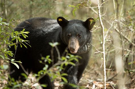 Bear Sightings Reported In Ne Cullman Co Residents Reminded Bears Are