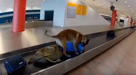 Así Trabaja Un Perro Detector De Drogas En El Aeropuerto Escuela De
