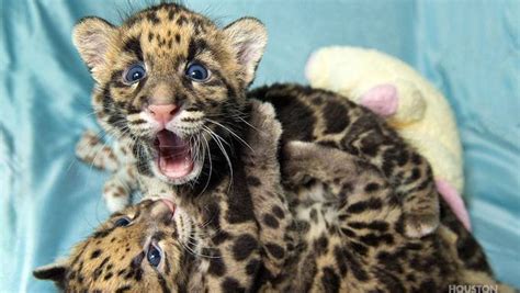 Meet The Houston Zoos Adorable Clouded Leopard Cubs Texas Monthly