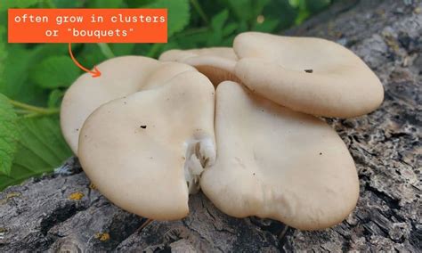 How To Find And Identify Wild Oyster Mushrooms Freshcap Mushrooms