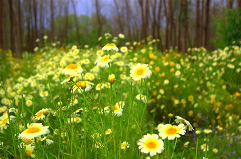 Download and use 90,000+ flower field stock photos for free. Free photo: Fields of flowers - Bloom, Closeup, Color ...