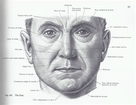 Cheek Bone Anatomy Cheek Anatomy Diagram Human Anatomy Diagram Face