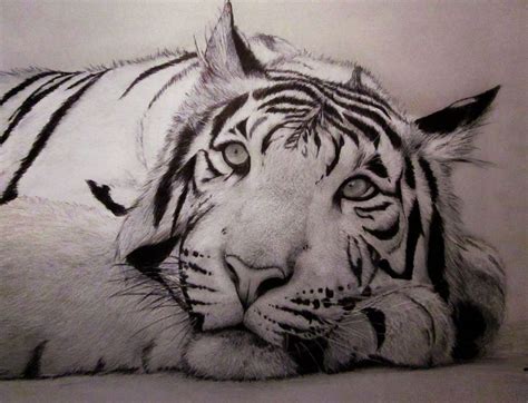 Dibujos de Tigres Hechos a Lápiz Entra para Admirarlos