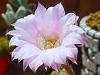 Format Digital & Disseny: Flor de cactus