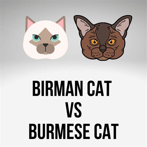 Birman Cat Vs Burmese Are Birman And Burmese Cats The Same Birman