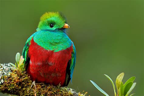 Conoce Las 5 Aves Más Increíbles De México Wokii