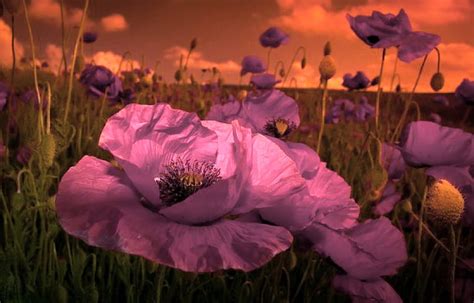 Evening Poppies Orange Sky Poppies Pink Light Sunset Clouds Hd