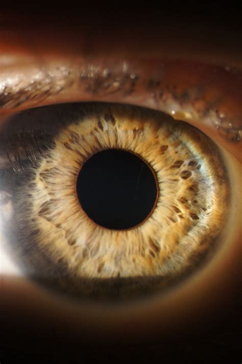 17 Best Images About Eye See Your Iris On Pinterest An Eye Eye Close