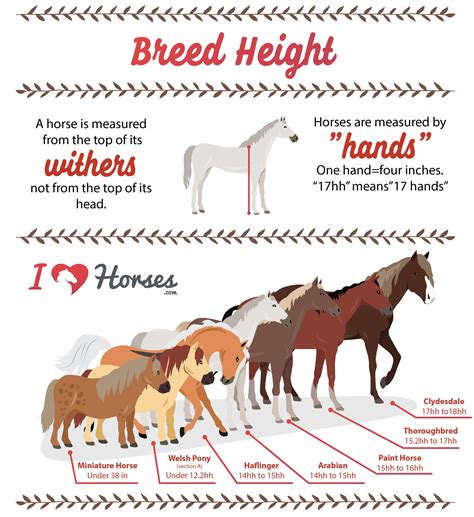 Horse Size Chart Hands