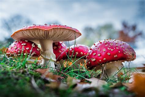 Bokeh photo of red mushrooms during daytime HD wallpaper | Wallpaper Flare