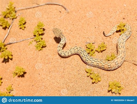 Small Poisonous Sand Viper With Erected Head And Opened Mouth Among