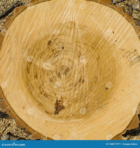 Cracked Pine Tree Trunk In Cross Section Stock Image Image Of Forest