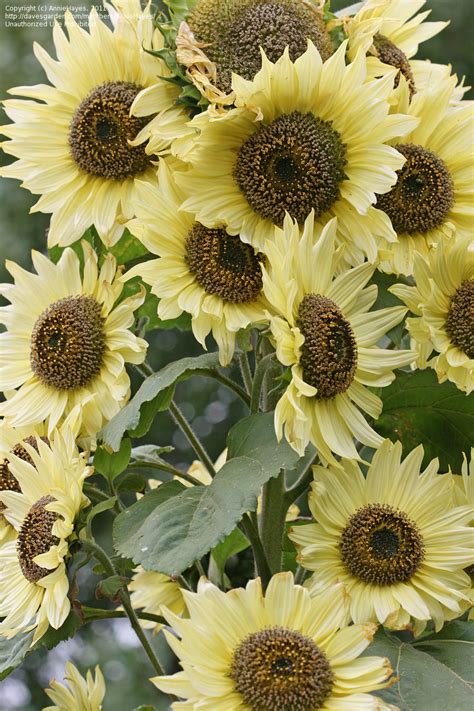 Maybe you would like to learn more about one of these? PlantFiles Pictures: Small Wood Sunflower, Small-headed ...