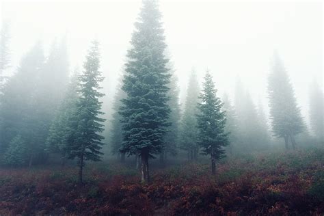 Hd Wallpaper Trees With Fogs Panoramic Photgraphy Pine Tree Covered