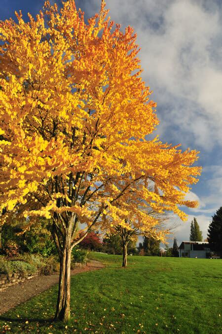 Cercidiphyllum Katsura Tree 8 Pot Hello Hello Plants And Garden Supplies