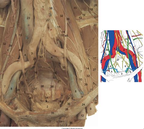 Posterior Abdominal And Pelvic Walls Diagram Quizlet