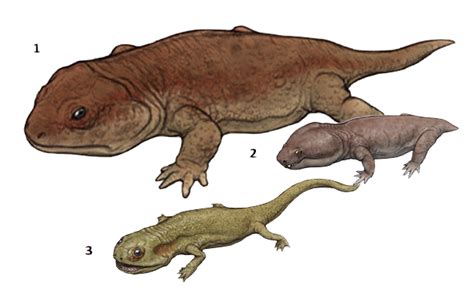 Prehistoric Taxonomy Seymouria Baylorensis Prehistoric Animals