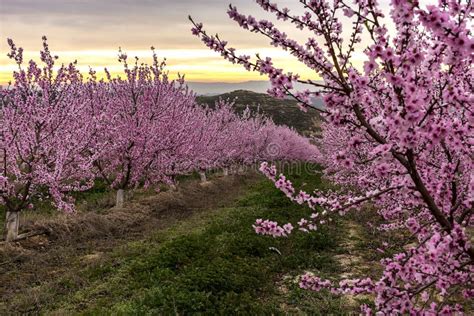 Peach Tree In Bloom With Pink Flowers At Sunrise Aitona Agriculture