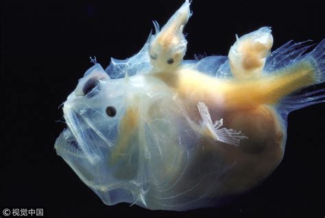 The Bizarre Deep Sea Anglerfish S Mating Process CGTN