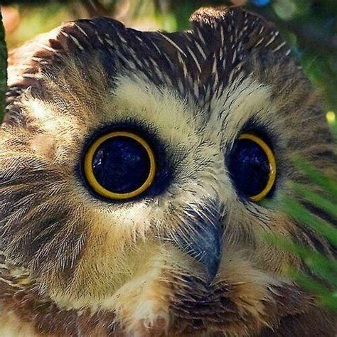 Wide Eyed Owl Saw Whet Owl Owl Animals Beautiful