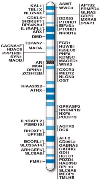 Difference Between X And Y Chromosome Definition Features Function