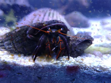 Crab behavior where we discuss the behavior of our hermit crabs, as in fights, pecking orders, shell swaps, etc. Hermit Crabs: Characteristics, care, breeding and more