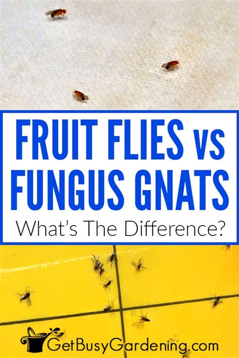 Fungus Gnats Vs Fruit Flies Whats The Difference Get Busy Gardening