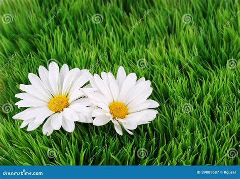 Camomile Flowers On Grass Stock Image Image Of Detail 39885687