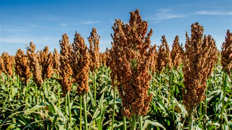 Millet And Sorghum Are Climate Smart Grains For Farmers In Chad Giving Compass