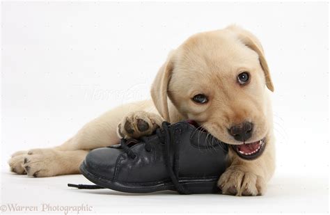 Dog Yellow Labrador Pup Chewing A Childs Shoe Photo Wp33553