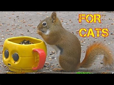 Cat lady fitness 1.057 views3 months ago. BEST Videos for Cats to Watch - Birds and Squirrel Playing ...