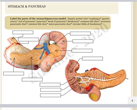 Abdominal Anatomy Pancreas Easy Notes On Pancreas Learn In Just 4