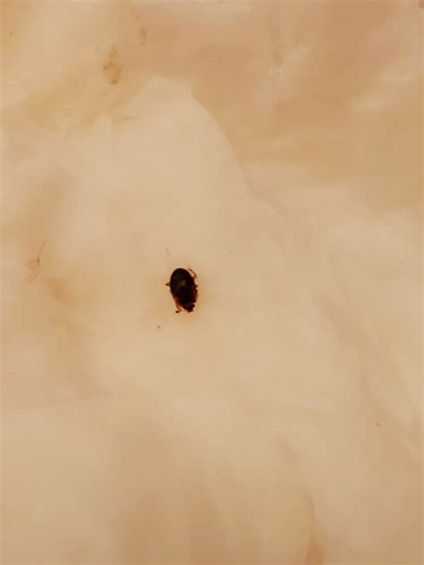 Beetle Bug Found In Bathroom On My Towel Ask Extension