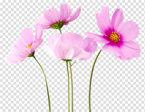 Spring Year On Da Pink Flowers Transparent Background Png Clipart