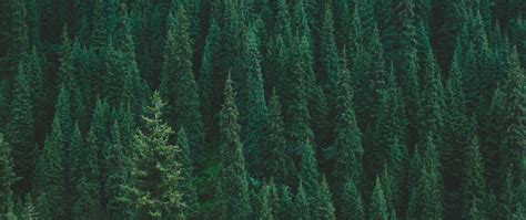 Download Wallpaper 2560x1080 Trees Forest Green Top View Dual Wide