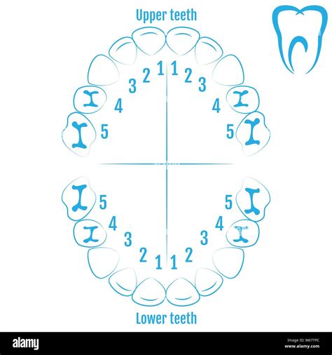 Orthodontist Human Tooth Anatomy Vector With Numbering Of Teeth Of An