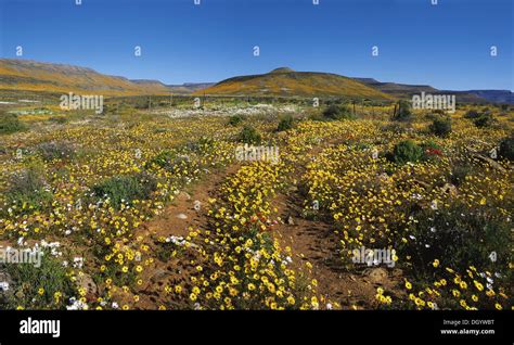 Flowers Clanwilliam Western Cape South Hi Res Stock Photography And