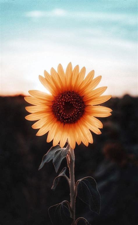 Please like or reblog if save. Sunflower iPhone Wallpapers - Wallpaper Cave