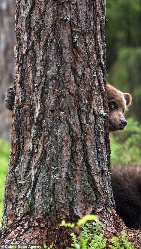 Peek A Bear Cute Cubs Are Snapped Playing Hide And Seek And Climbing Trees In Finland Daily