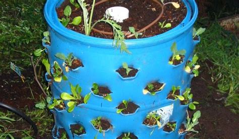 Magic Gardening How To Grow 50 Nutrient Dense Veggies In