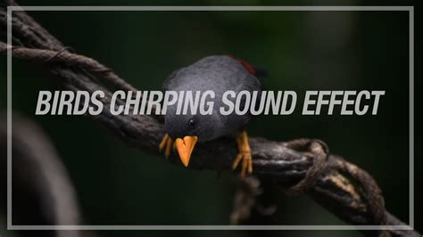 All bird sounds in both wav and mp3 formats here are the sounds that have been tagged with customer free from soundbible.com. BIRDS CHIRPING SOUND EFFECT - YouTube