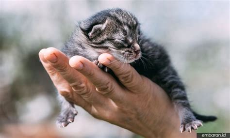 Ingin memelihara kucing persia tetapi masih bingung bagaimanakah cara merawatnya? ֎ 5 Cara Merawat Anak Kucing Kampung yang Baru Lahir ...